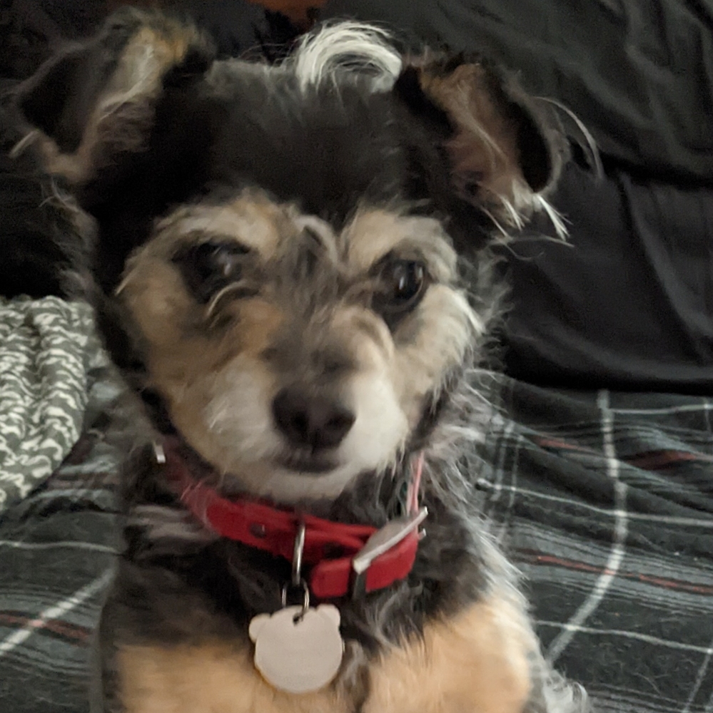 Meet your Posher, Bari